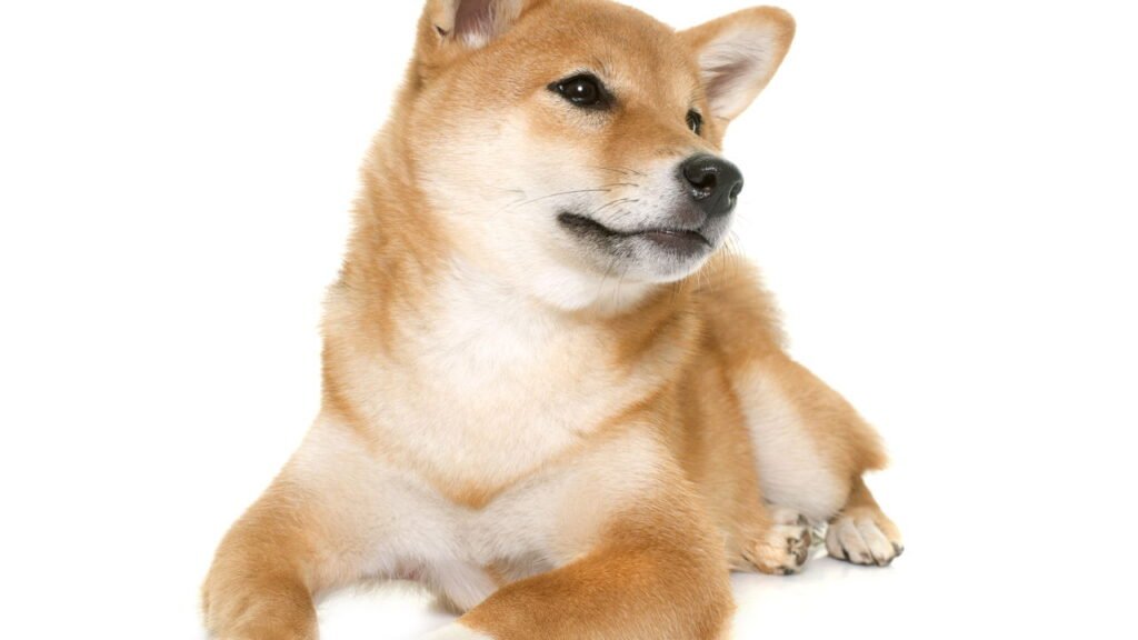 Raças de cães tímidos que são os melhores companheiros, dizem veterinários