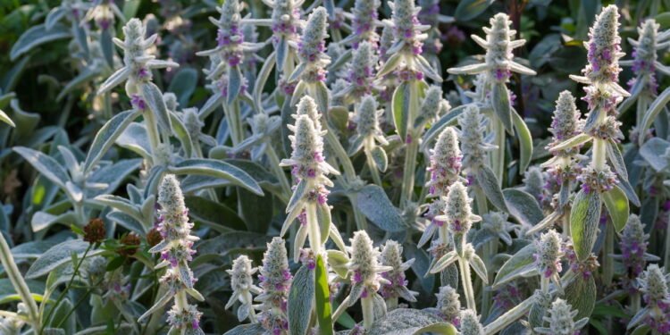 O cultivo da peixinho-da-horta requer poucos cuidados - Créditos: depositphotos.com / anmbph