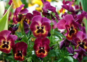 Plantas que você pode plantar em outubro para ter um jardim colorido