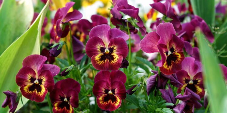 O amor-perfeito são apreciados por suas cores intensas - Créditos: depositphotos.com / Max_555