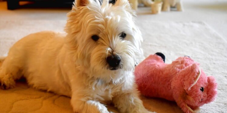 Nem poodle nem chihuahua: as 3 raças de cães que mais latem, segundo especialista