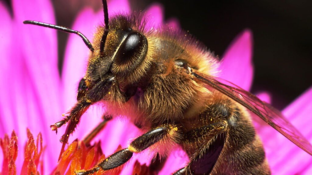 O lado oculto das abelhas e sua importância para a vida