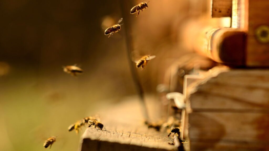O lado oculto das abelhas e sua importância para a vida