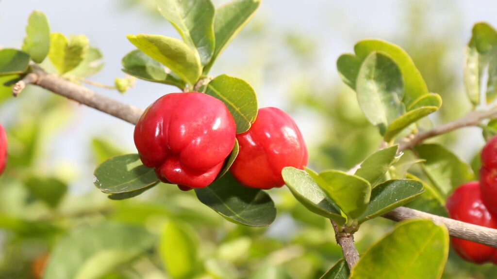 Esta fruta tropical resiste ao calor e frutifica várias vezes por ano