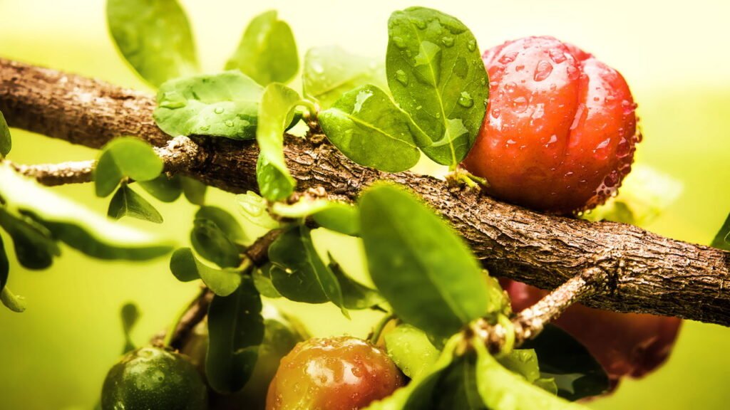 Acerola no quintal garante colheita o ano todo e sucos cheios de sabor