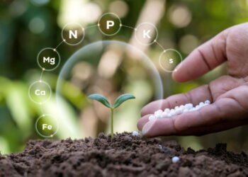 O adubo mais fácil e eficiente para suas plantas crescerem saudáveis