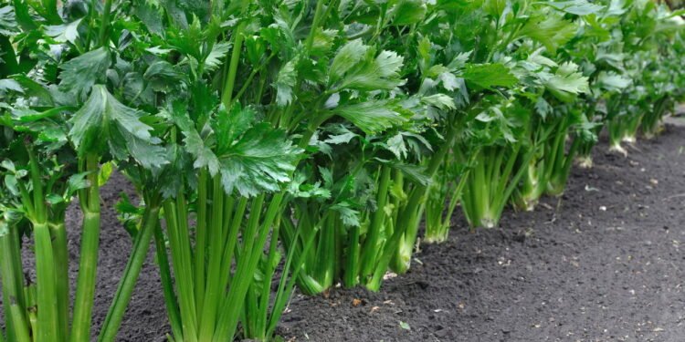 Aipo contém sódio em pequenas quantidades, equilibrado pelo potássio - Créditos: depositphotos.com / york010