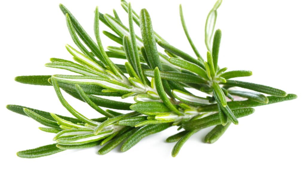 Por que você deve ferver alecrim em casa e quais são seus benefícios?