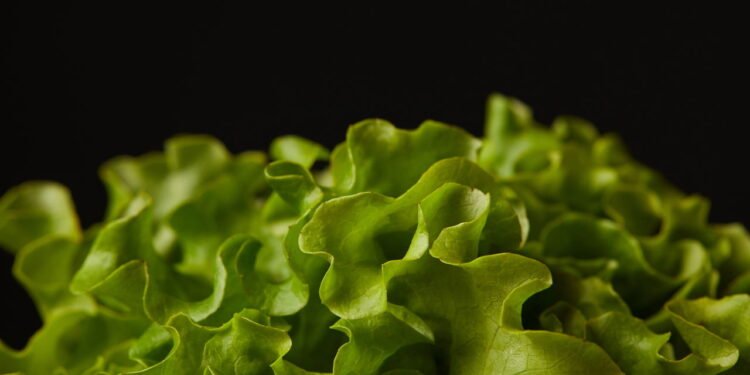 Poucos sabem: por que você deve embrulhar a alface em papel toalha antes de armazená-la