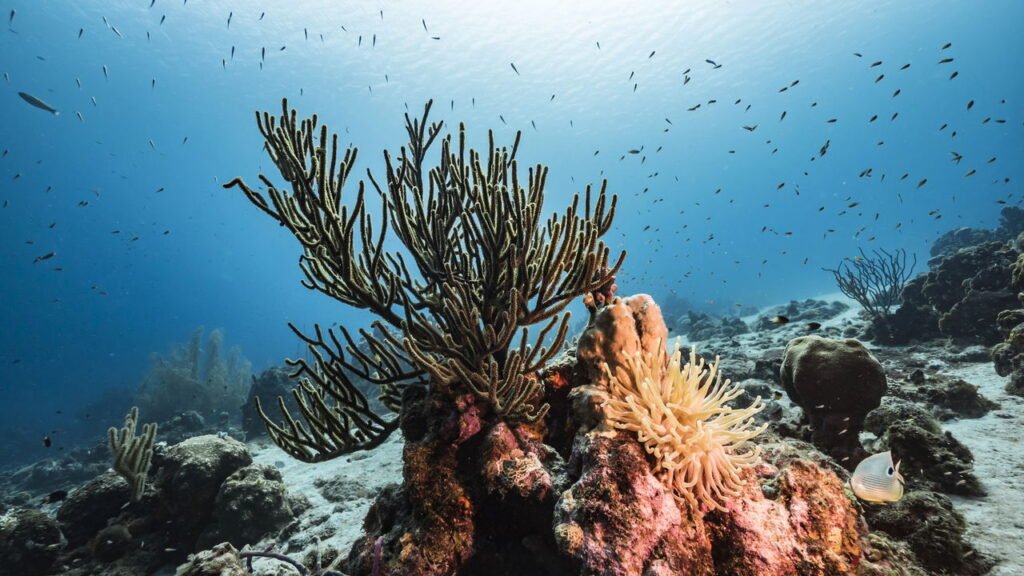 Criatura marinha de 600 milhões de anos descobriu o segredo da imortalidade, e os humanos podem roubá-la