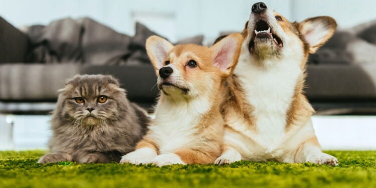 Os nomes de animais de estimação mais populares inspirados em alimentos de 2025