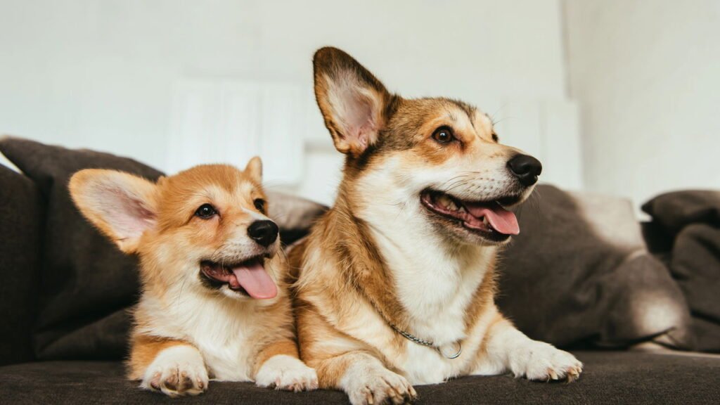 Os nomes de animais de estimação mais populares inspirados em alimentos de 2025