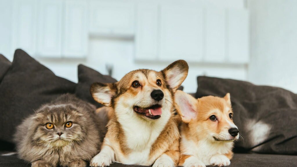 Cães com esses signos do zodíaco são seus guardiões eternos