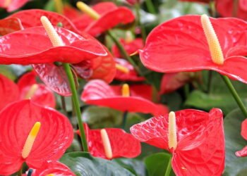 Essa planta com flores vermelhas é resistente e deixa a sala mais charmosa