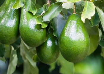 Poucos sabem: como se chama o abacateiro