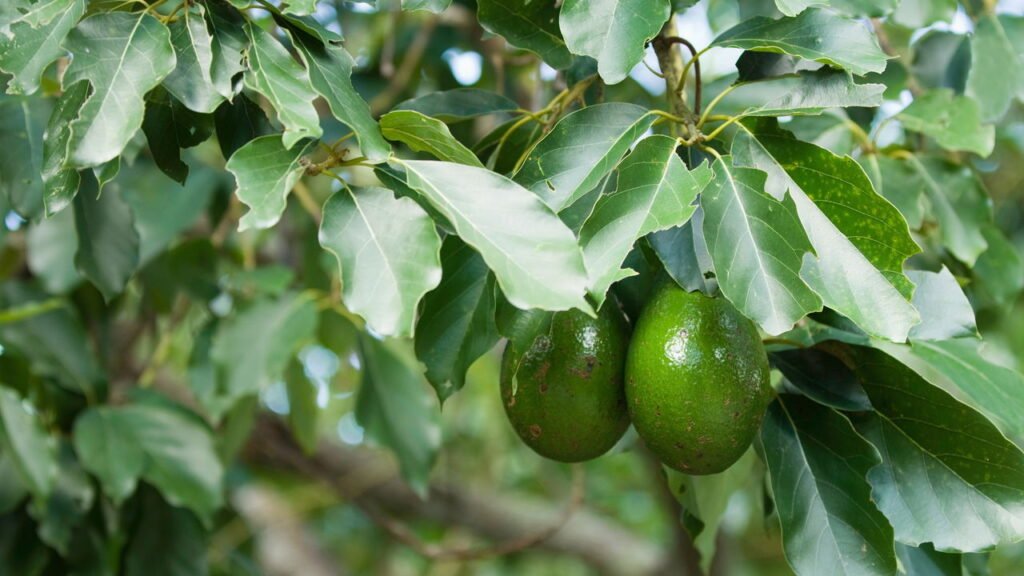 Poucos sabem: como se chama o abacateiro