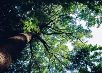 Qual é a árvore com a madeira mais forte do mundo?