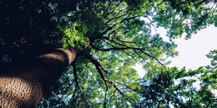 Qual é a árvore com a madeira mais forte do mundo?