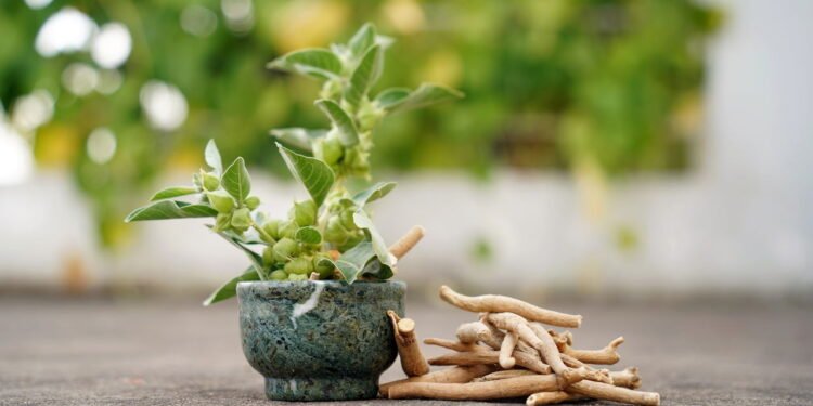 O suplemento natural que auxilia no combate à fadiga mental