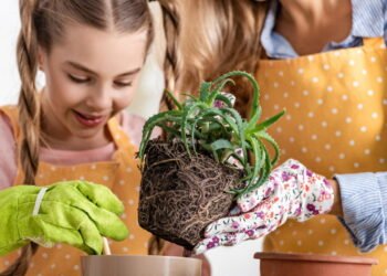 Planta que cuida da pele e do cabelo e você pode ter em casa com sol e pouca água