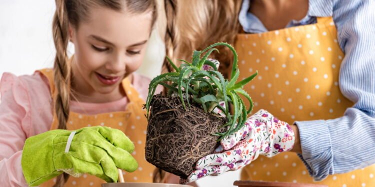 Planta que cuida da pele e do cabelo e você pode ter em casa com sol e pouca água