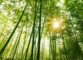 Nem cacto nem bambu: as 5 plantas que atraem energias negativas, segundo o Feng Shui