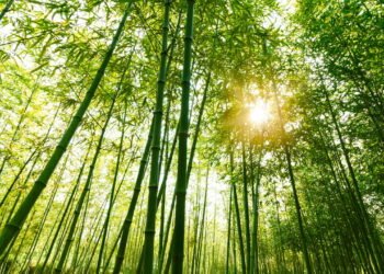 Nem cacto nem bambu: as 5 plantas que atraem energias negativas, segundo o Feng Shui