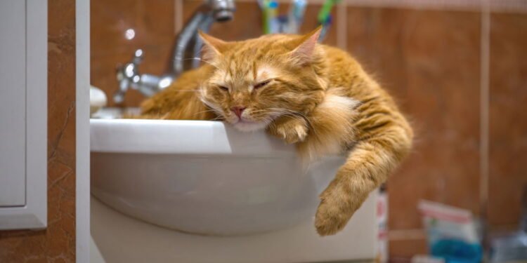 Por que os gatos odeiam água, de acordo com um especialista em comportamento animal