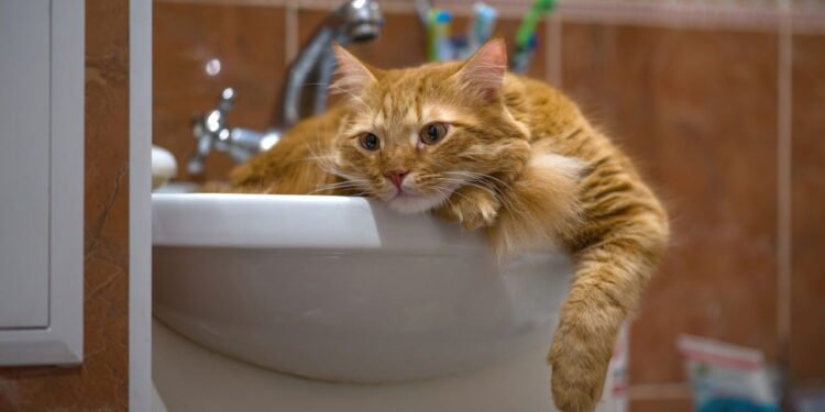 Passo a passo: como definir o espaço para dar banho no seu gato para que ele não sofra, segundo especialistas