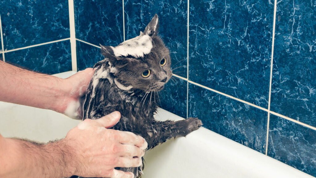 Passo a passo: como definir o espaço para dar banho no seu gato para que ele não sofra, segundo especialistas