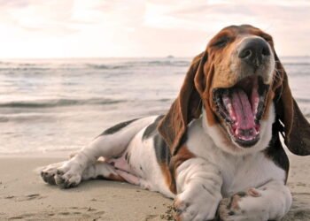 Raças de cães tímidos que são os melhores companheiros, dizem veterinários