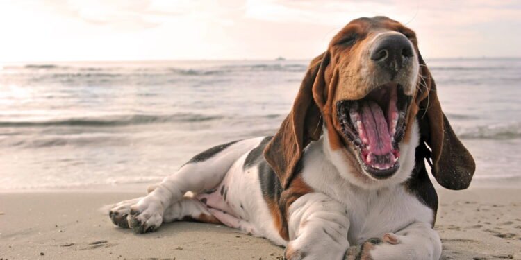 Raças de cães tímidos que são os melhores companheiros, dizem veterinários