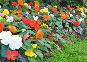 Você deve saber: estas são as plantas mais difíceis de cuidar em casa
