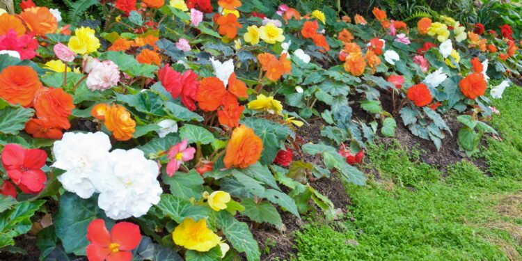 Begônias - Créditos: depositphotos.com / yongkiet