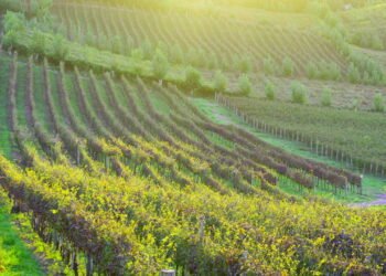 Cidade gaúcha com clima europeu e vinícolas famosas é referência em turismo e qualidade de vida