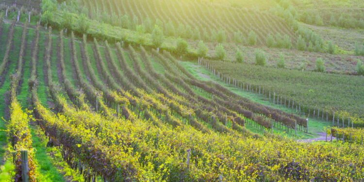 Cidade gaúcha com clima europeu e vinícolas famosas é referência em turismo e qualidade de vida