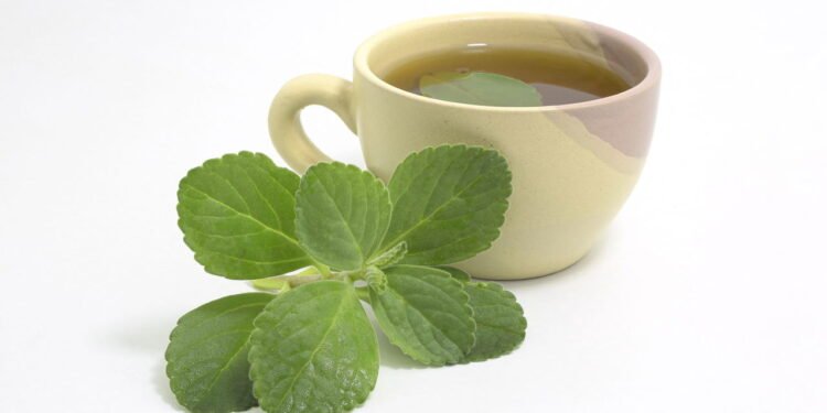 Chá de Boldo - Créditos: depositphotos.com / vbacarin