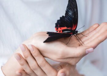 O que significa ver uma borboleta preta dentro de casa?