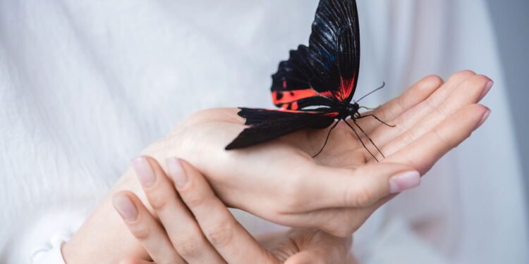 Borboletas em casa - Créditos: depositphotos.com / IgorVetushko