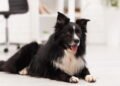 4 tipos de raças de cães Collie que serão seus melhores amigos para sempre, de acordo com especialistas