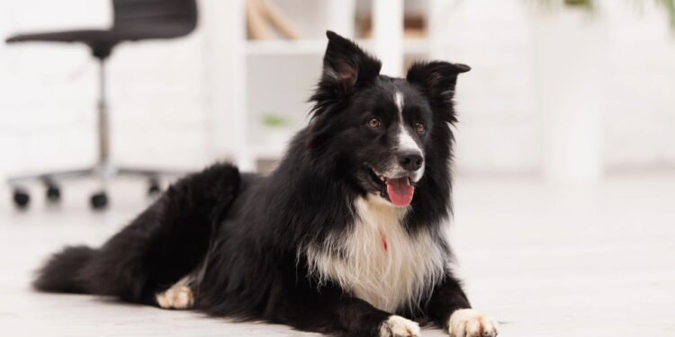 4 tipos de raças de cães Collie que serão seus melhores amigos para sempre, de acordo com especialistas