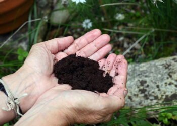 O adubo mais fácil e eficiente para suas plantas crescerem saudáveis