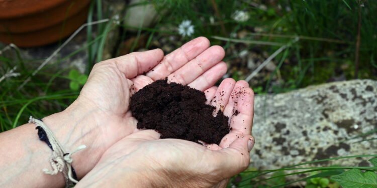 O adubo mais fácil e eficiente para suas plantas crescerem saudáveis