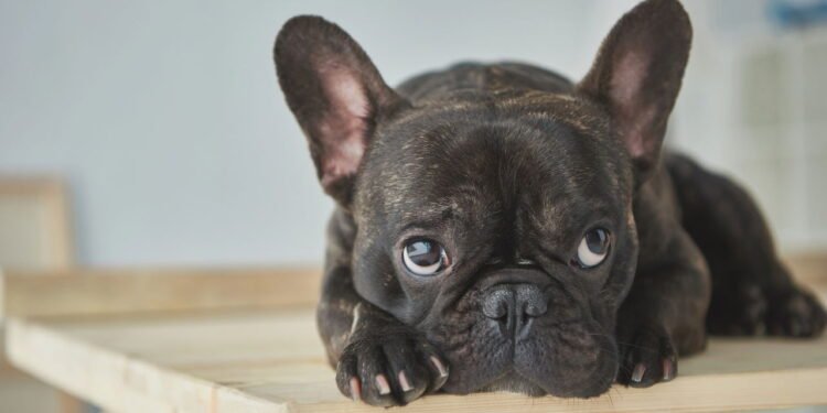 Raças de cães da moda que podem dar mais trabalho do que valem