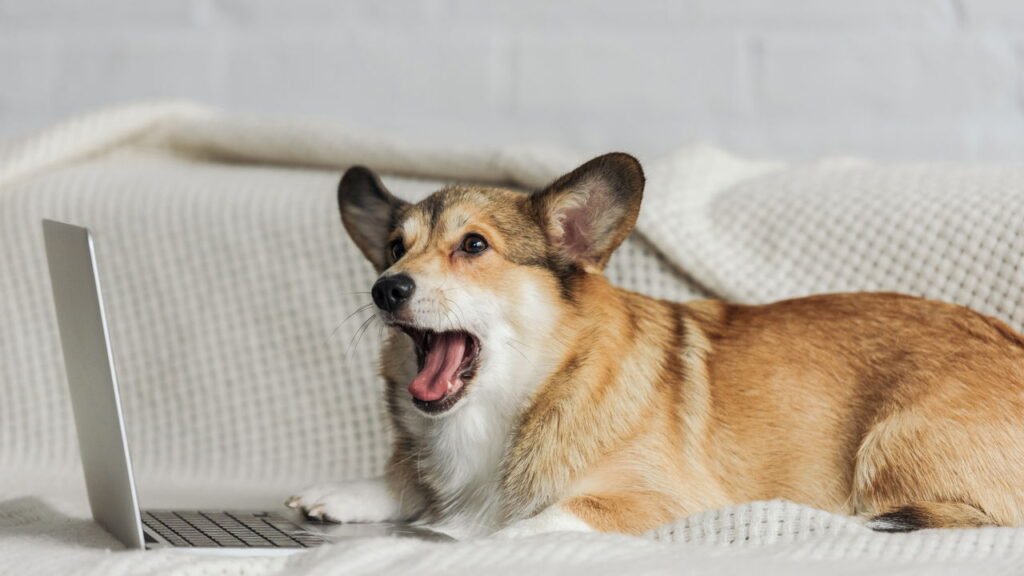 O bocejo de um cão nem sempre significa que ele está com sono