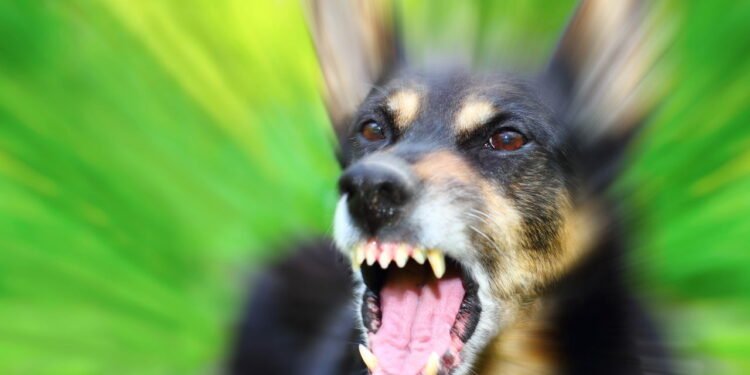 Como identificar se um cachorro realmente não gosta de alguém