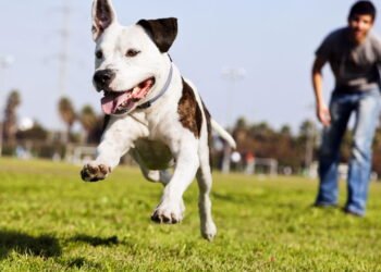 O que significa quando seu cachorro traz seu brinquedo favorito, de acordo com especialistas