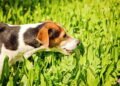 O que significa quando seu cachorro come grama, de acordo com um veterinário