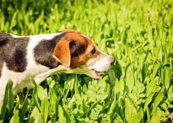 O que significa quando seu cachorro come grama, de acordo com um veterinário