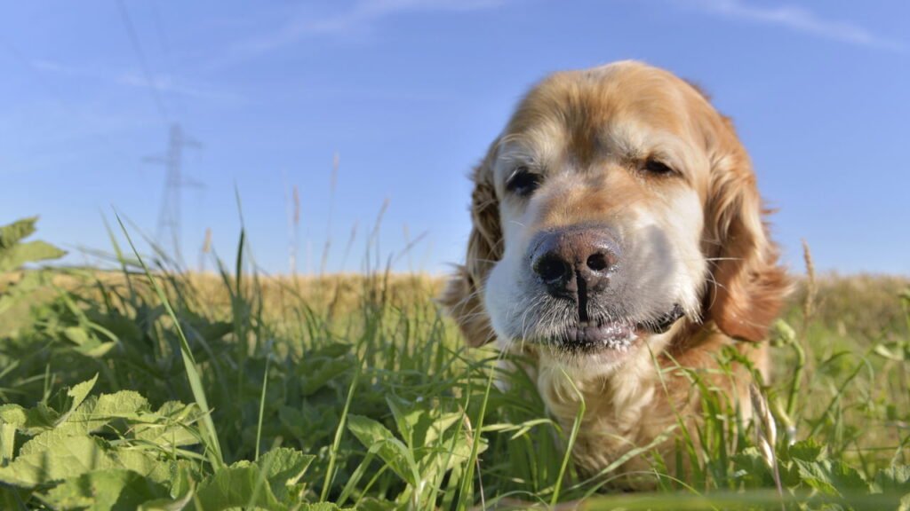 O que significa quando seu cachorro come grama, de acordo com um veterinário